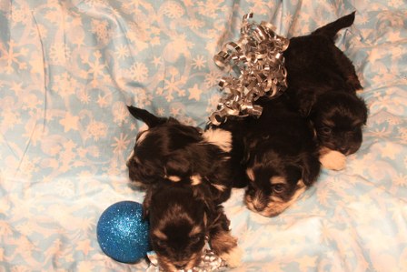havanese-puppies